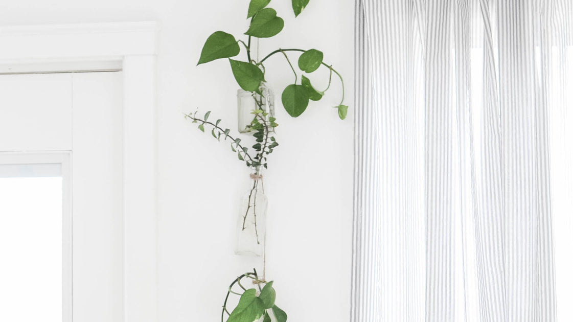 DIY Plant Wall Hanging