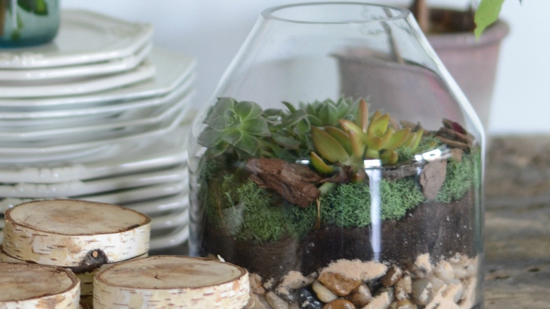 Terrarium DIY {Mother's Day Gift Idea}
