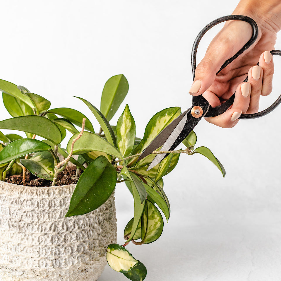 Black Vintage-Style Craft Scissors - Aimee Weaver Designs