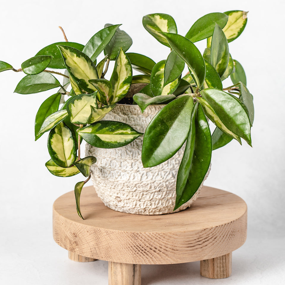 Wood Riser Stands - Aimee Weaver Designs