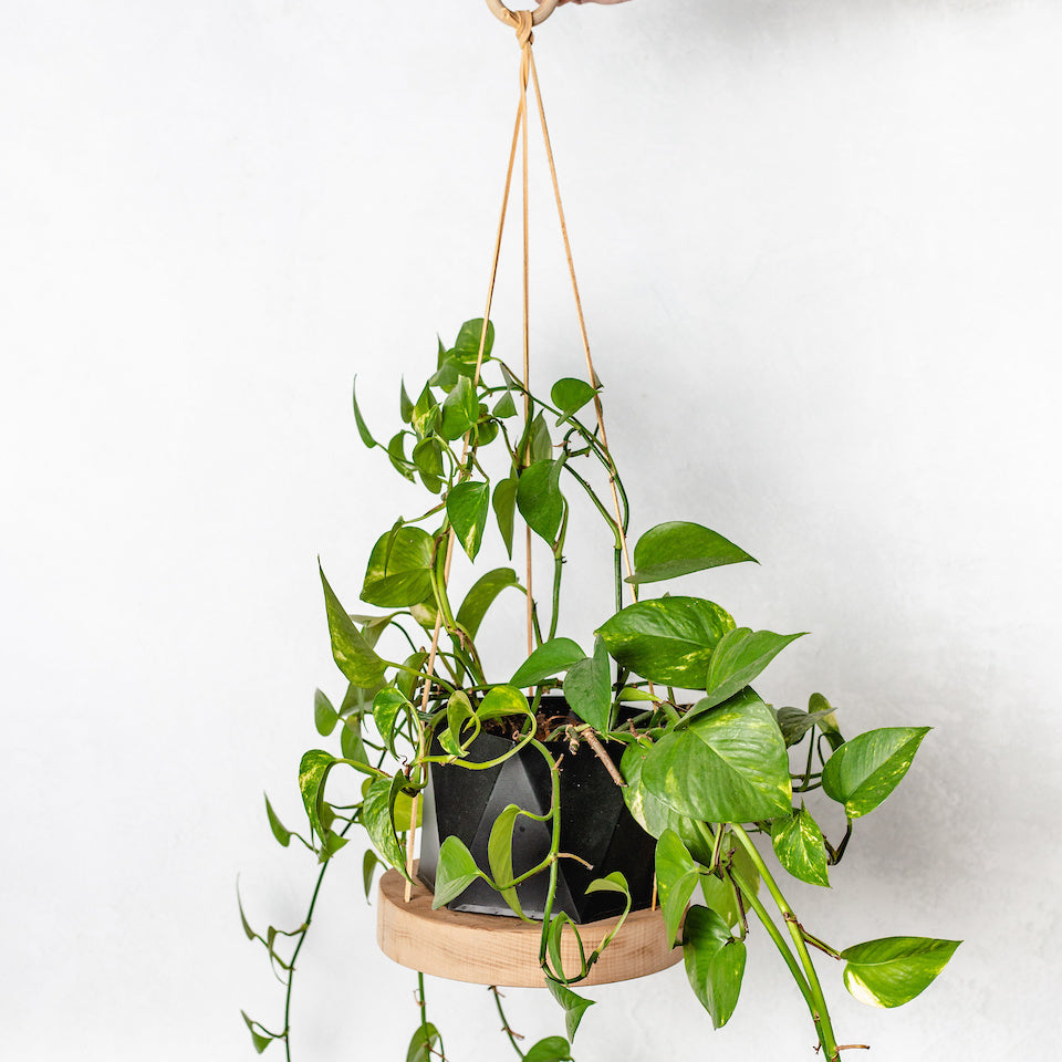 Wood Plant Hanger - Aimee Weaver Designs