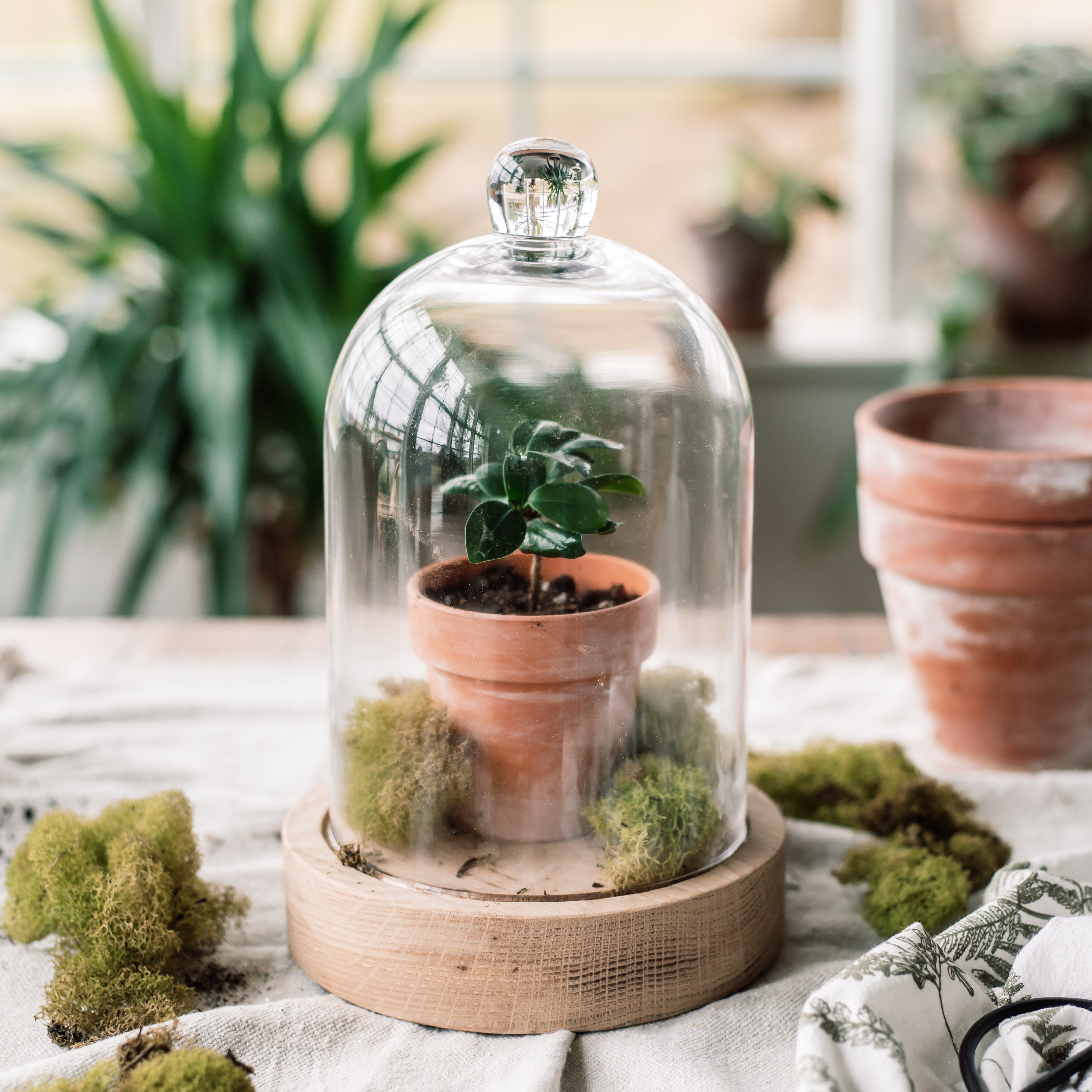 Clear Glass Dome With Wood Base - Aimee Weaver Designs