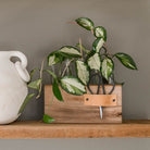 Wood Plant Propagation Stand - Aimee Weaver Designs